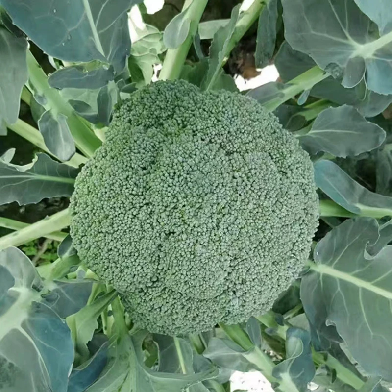 西蓝花种籽春秋季罗马花椰菜蔬菜种孑耐寒绿花菜四季蔬菜种子