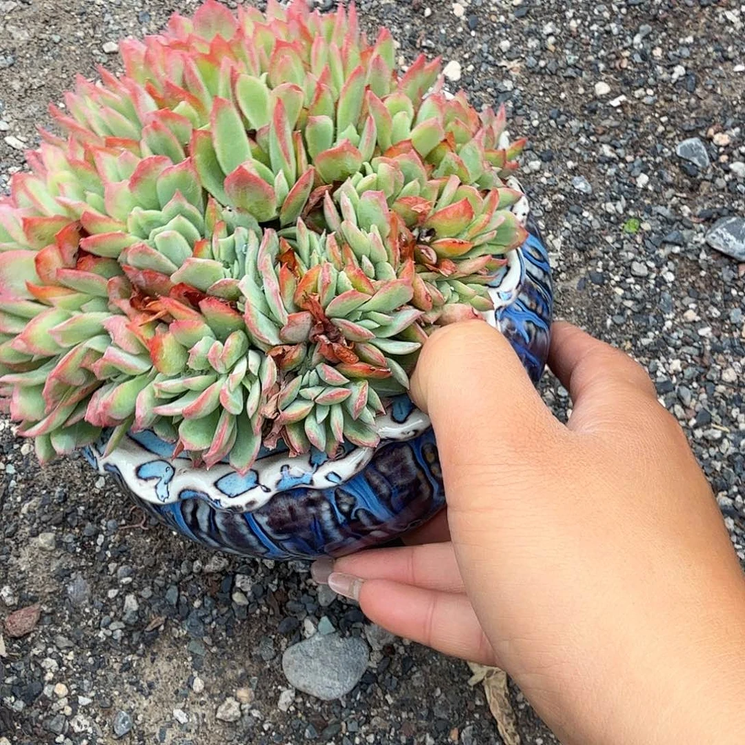 绮罗朵朵缀化多肉植物