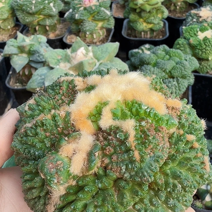 无花朵228超大尤哥斯拉牡丹母本有气根