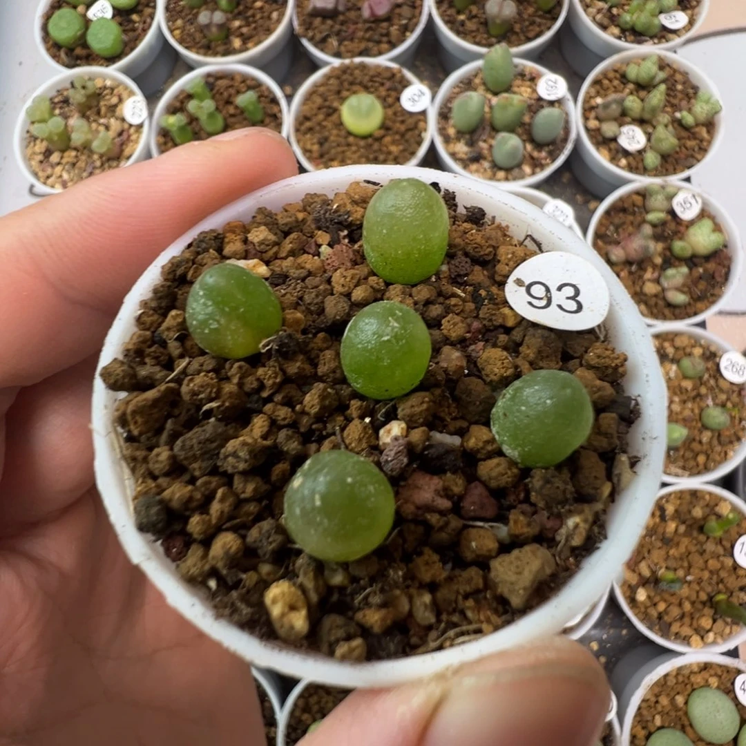 哈默灯泡一颗脱土9300000