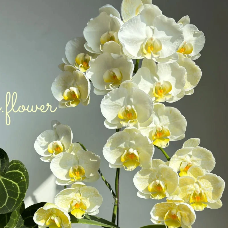 金边蕾丝2.8寸苗稀有品种