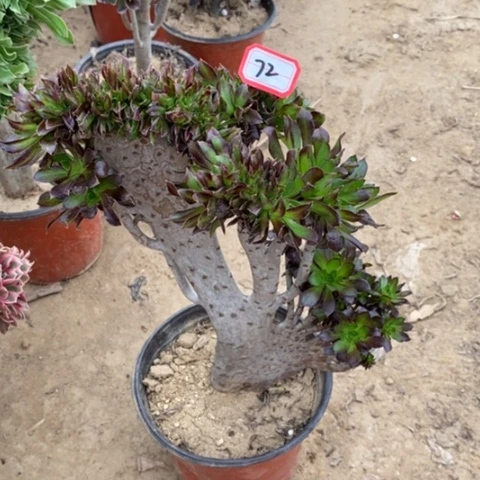 黑法师缀一物一拍