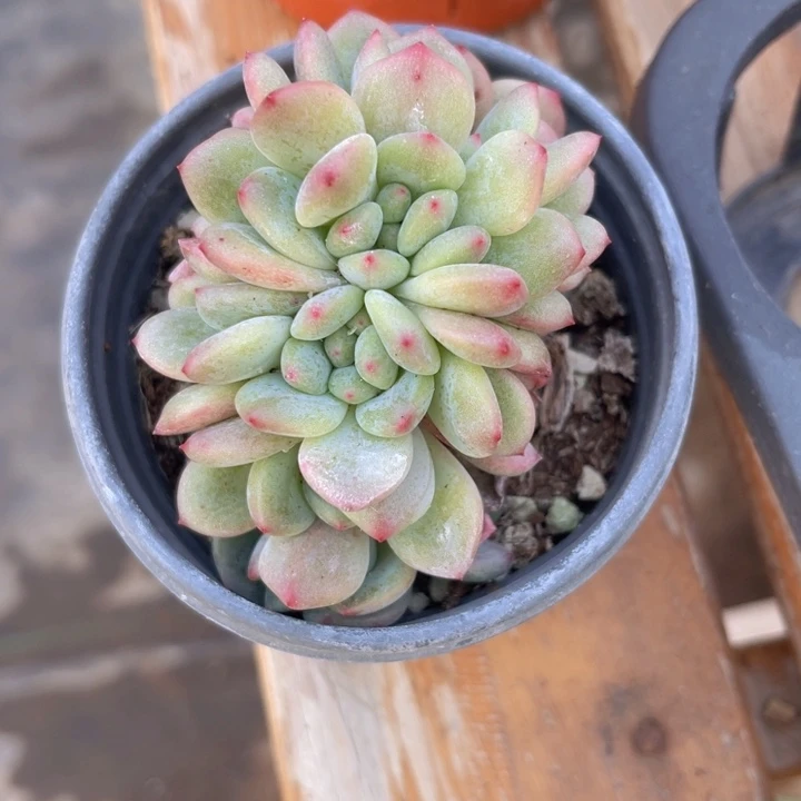 泡芙朵朵缀多肉植物87