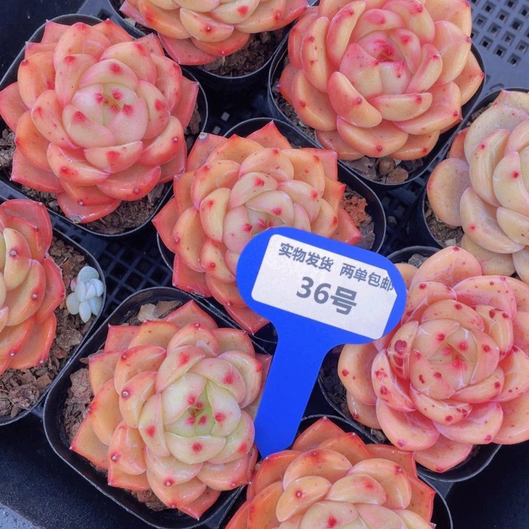 36号全状态油亮Q橙单头一个