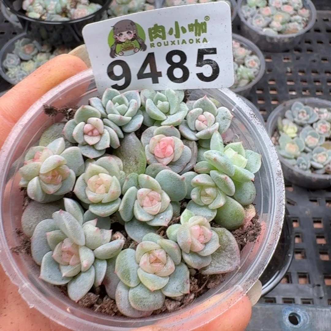 多肉植物多肉植物
