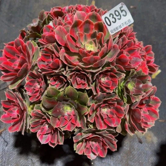 粉女妖0395555，36288