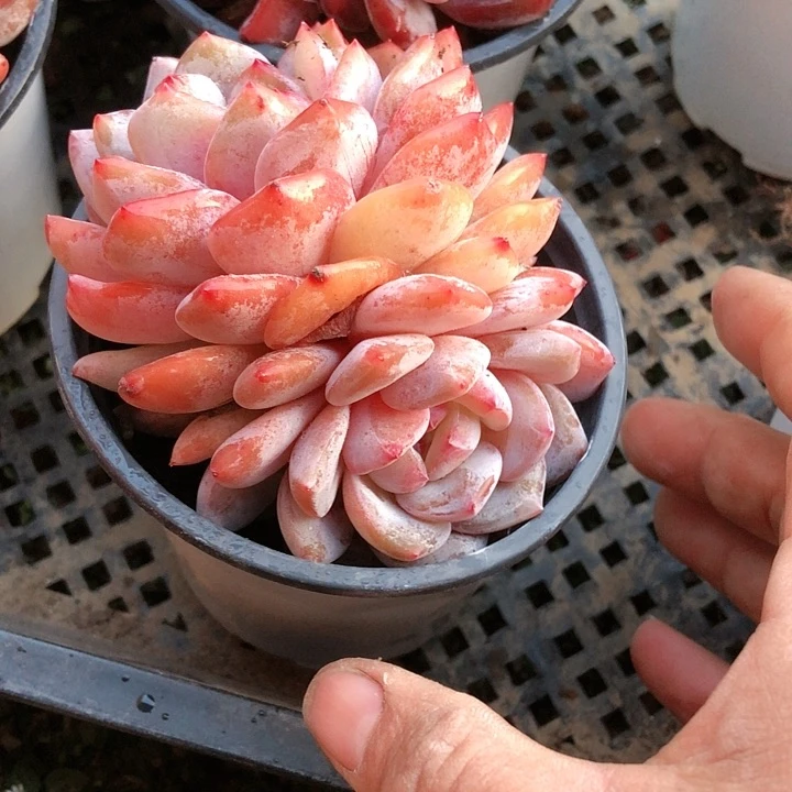 【闪购商品】77雪天使18