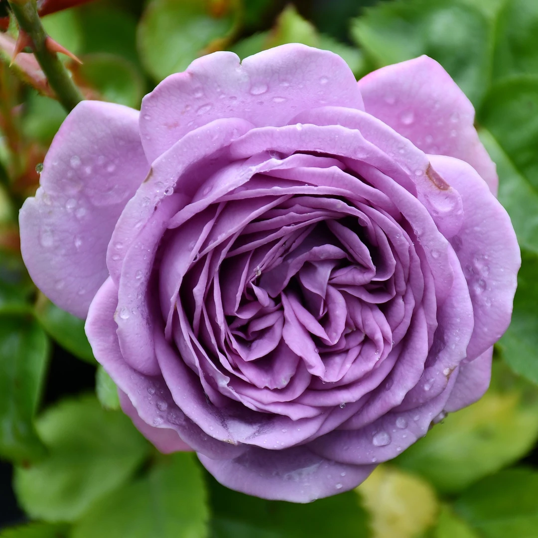 小院家 微蓝月季 月季苗 科德斯大花 抗病 耐热多季开花勤花