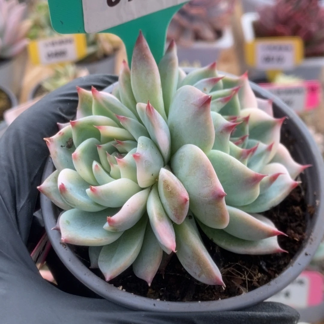 169吉娃娃锦锦锦锦锦锦