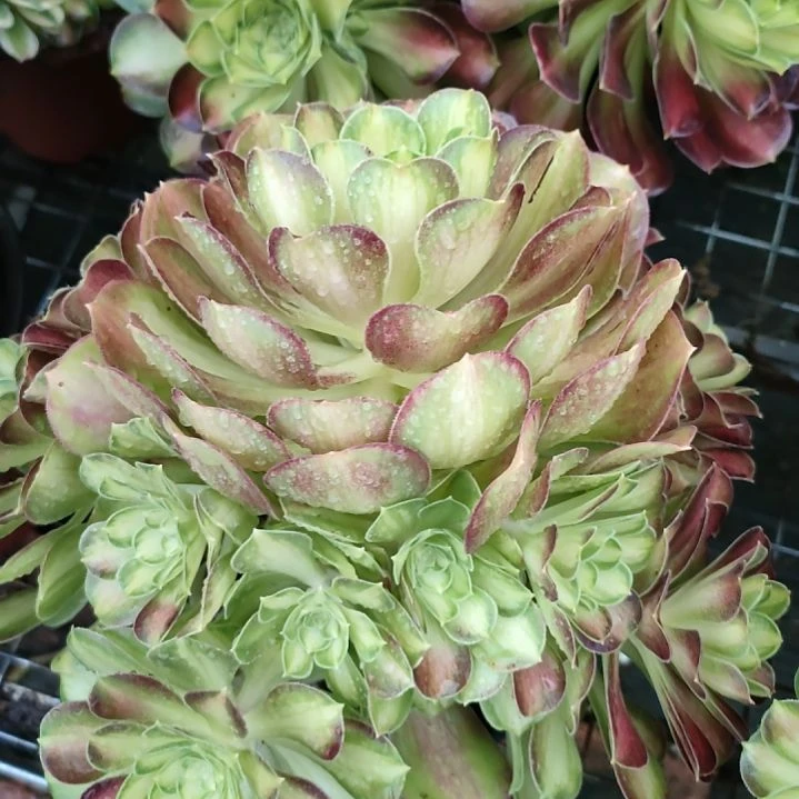 知*多肉法师锦韶华