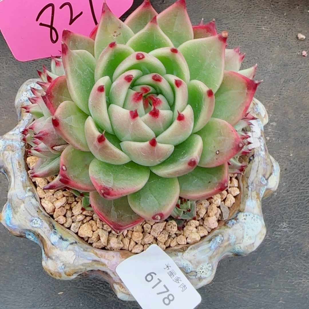 蓝龙手捧，6178多肉植物