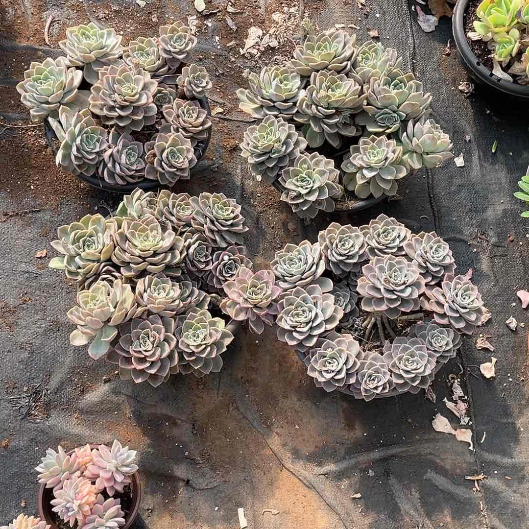 哈利19.8米  量拍多肉