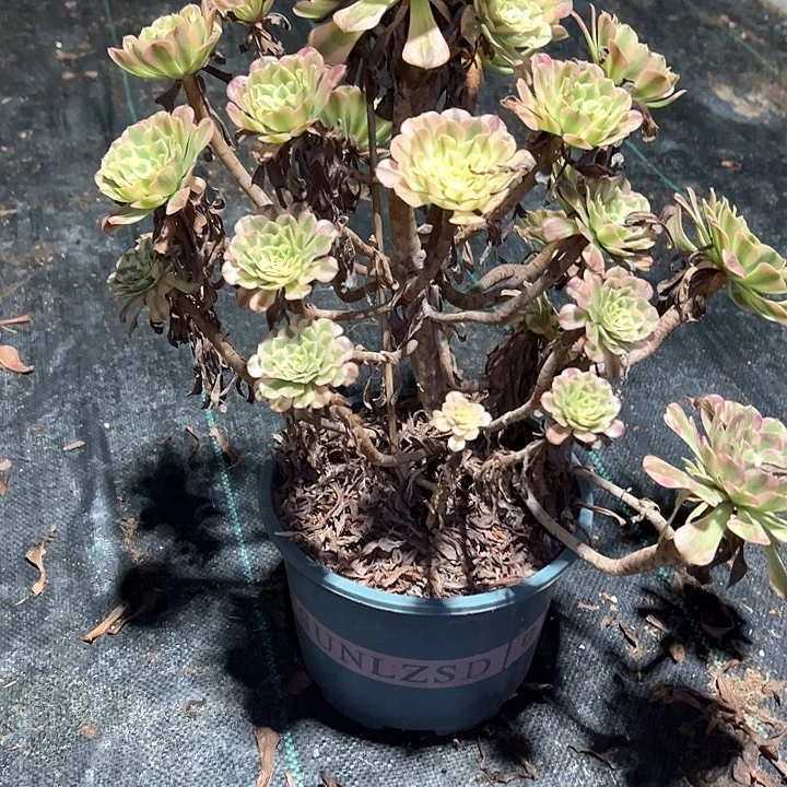 凤***姐0394红铜白多肉植物