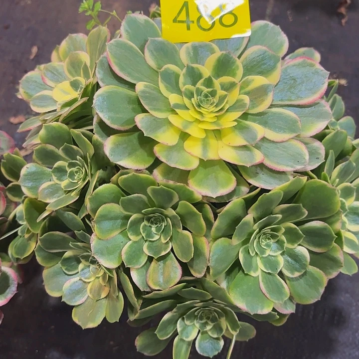 多肉植物福利488个福利