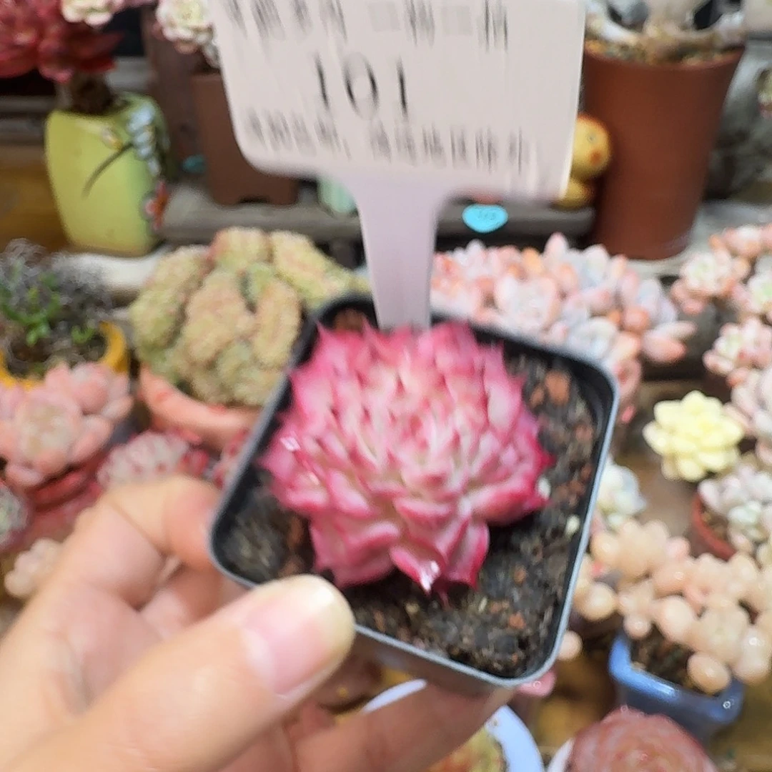 101脱土多肉哈哈哈哈