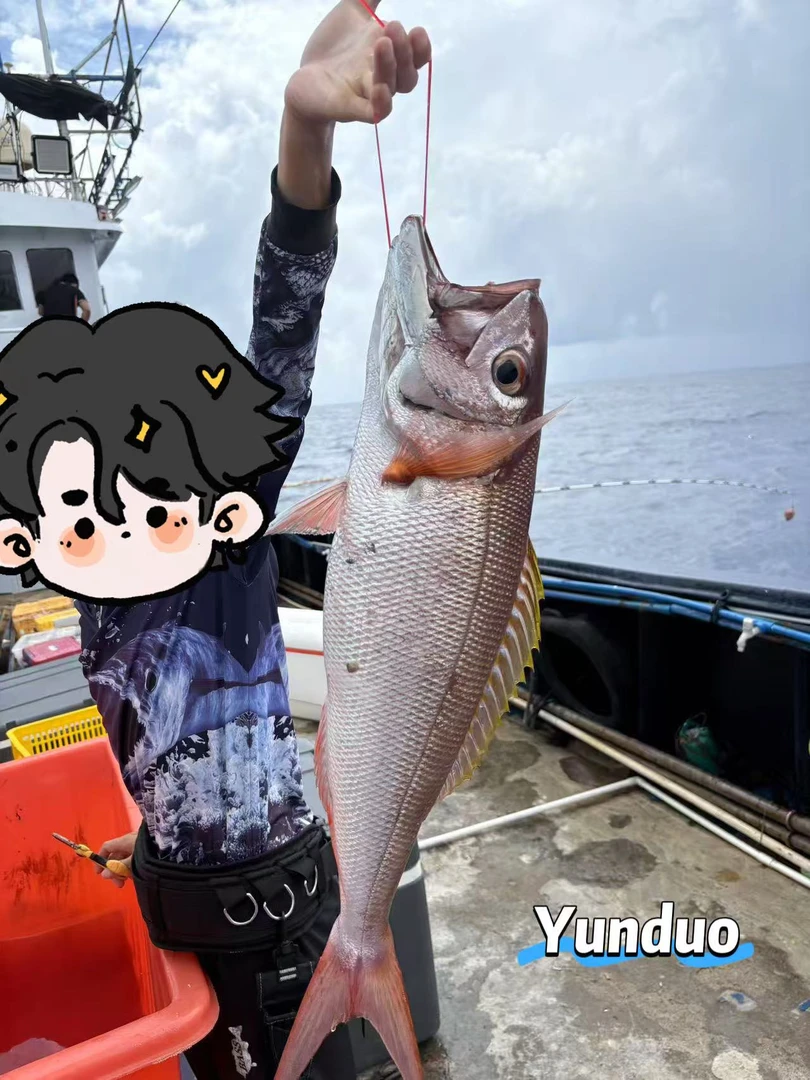 深海手钓锈色滨鲷(大嘴叉）3斤-5斤装（切段、切片、整条随机发）