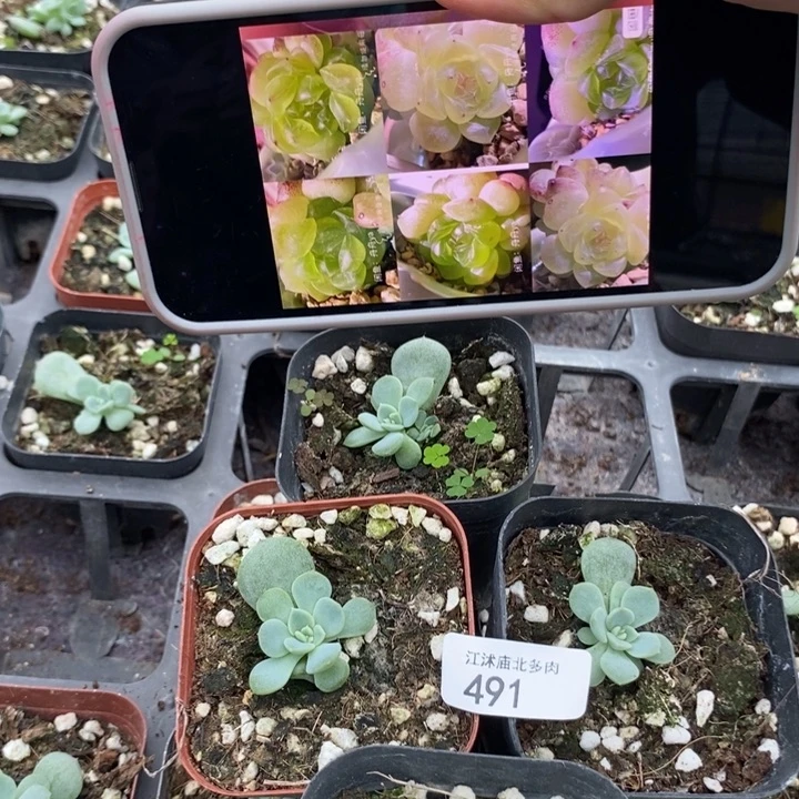 标491相柳一个多肉量拍