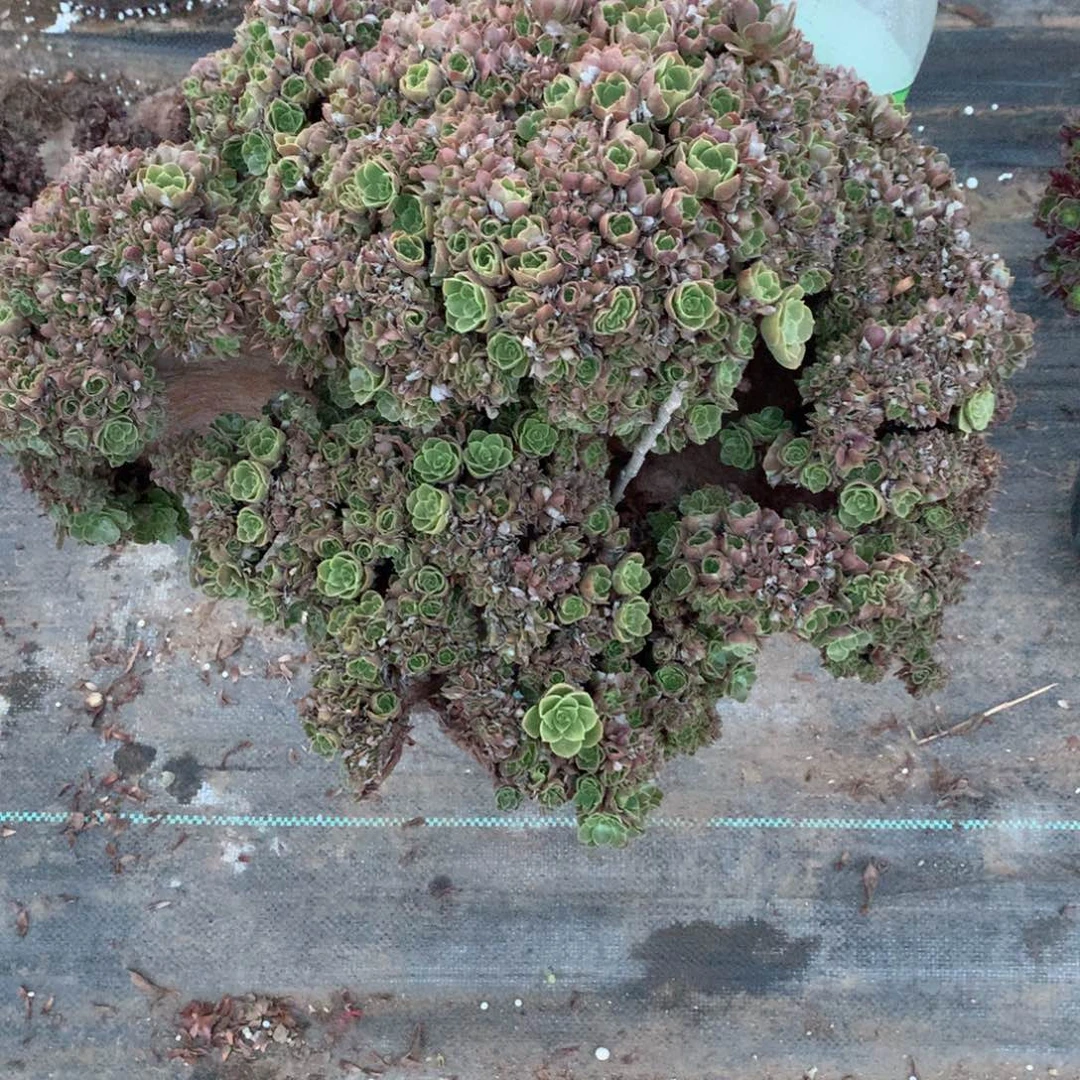 玫瑰朵朵微瑕一颗