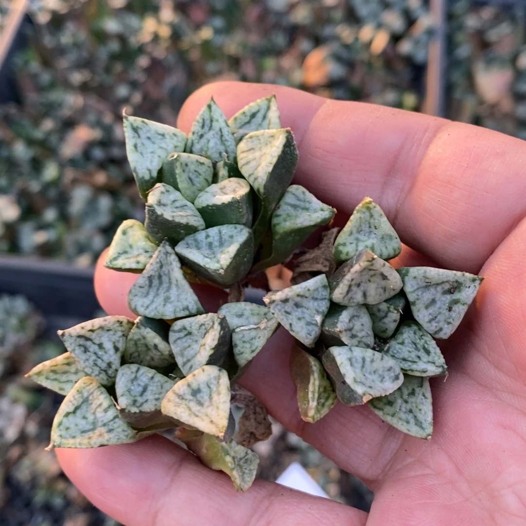 2922 一颗中潘多拉魔盒 元旦整点福利