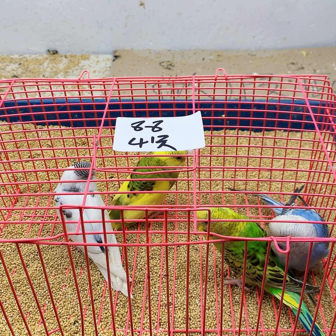 虎皮鹦鹉嫣*虎皮鹦鹉