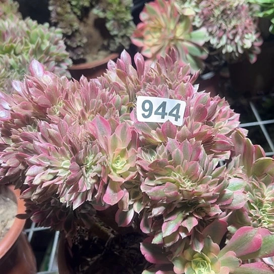 兰***姐多肉植物一个女郎944