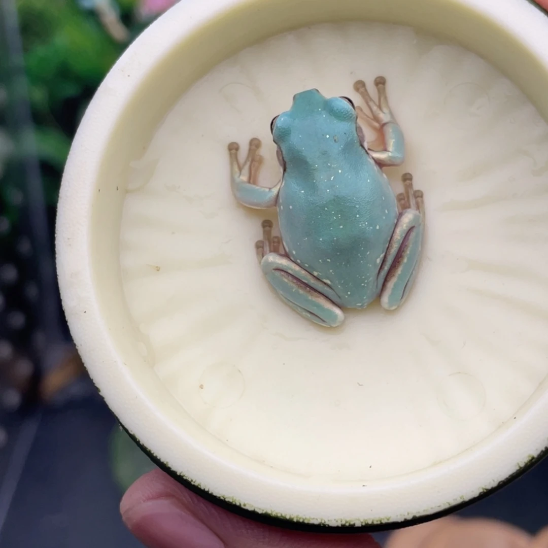 老爷树蛙8号马卡龙