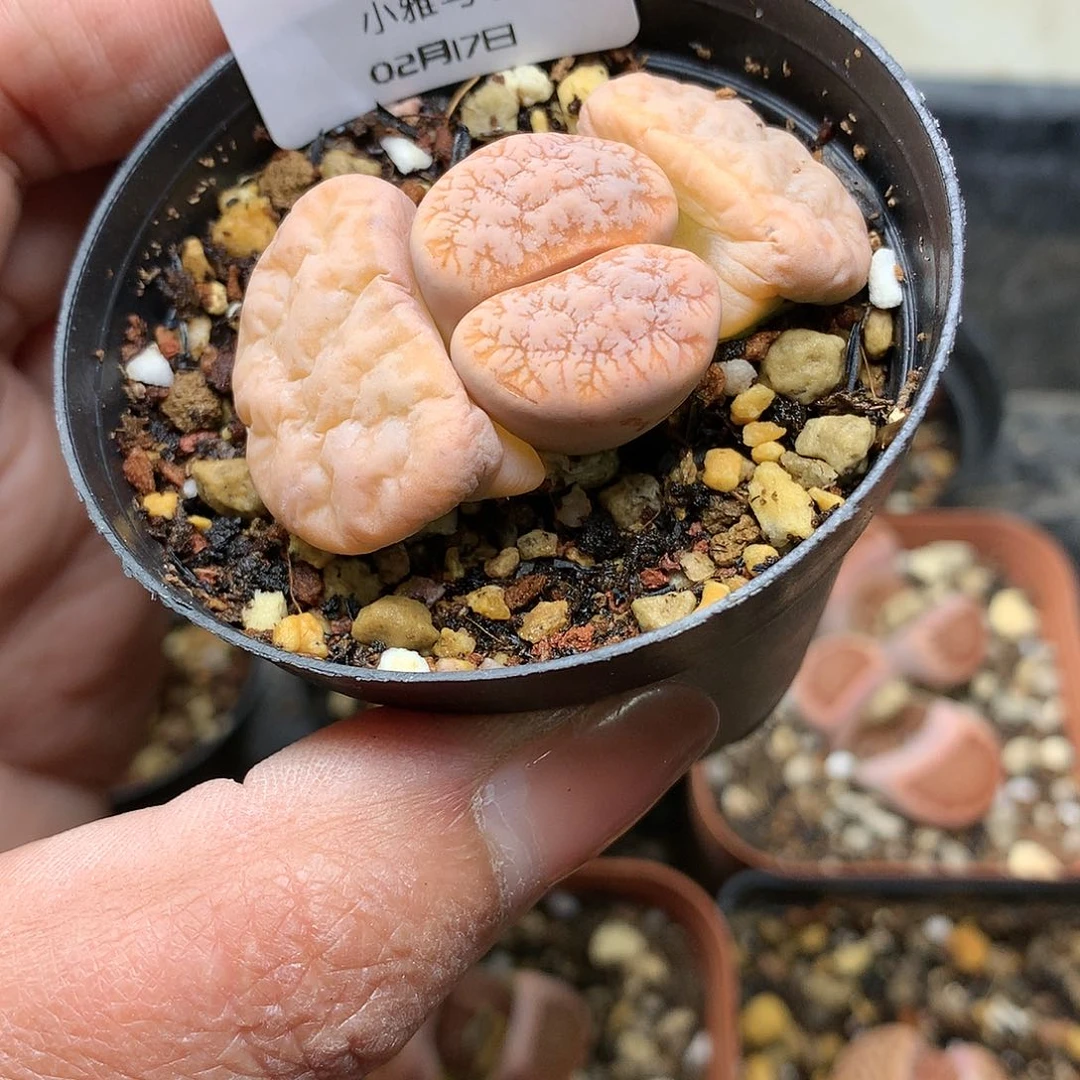 一*W451多肉植物保护研究所