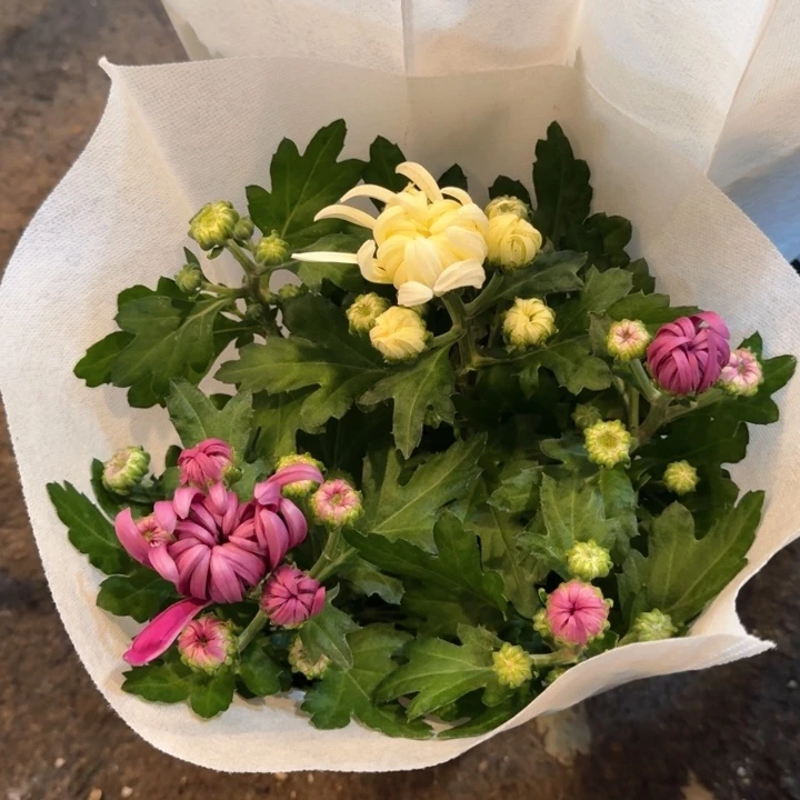 原盆原土｜龙爪菊白紫双色