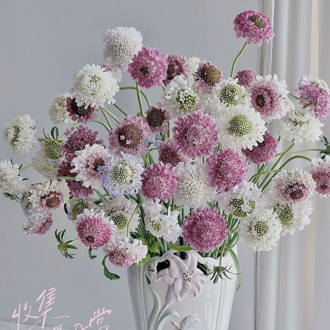 【松虫草】高颜值高级小众水培鲜花花期长