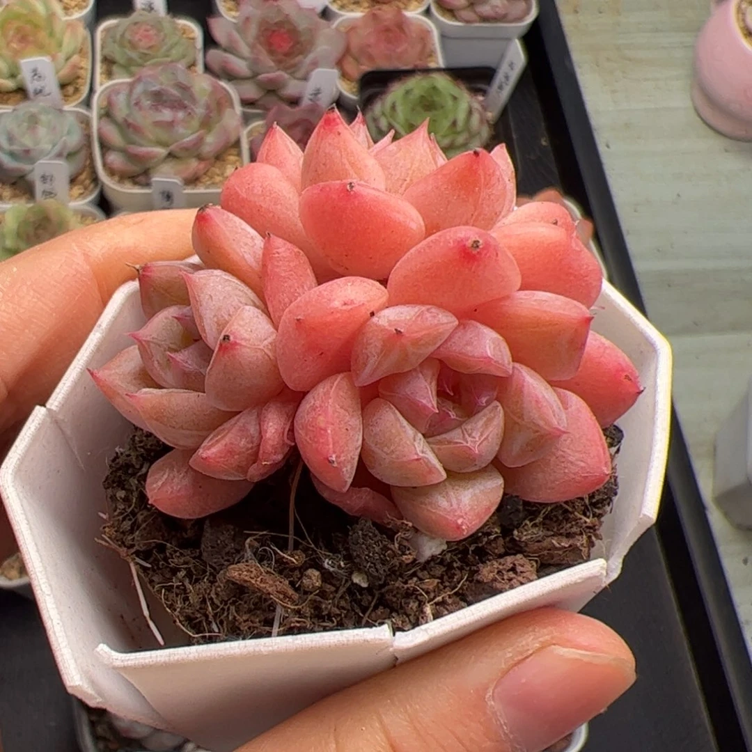 往***生087 多肉植物组合盆栽