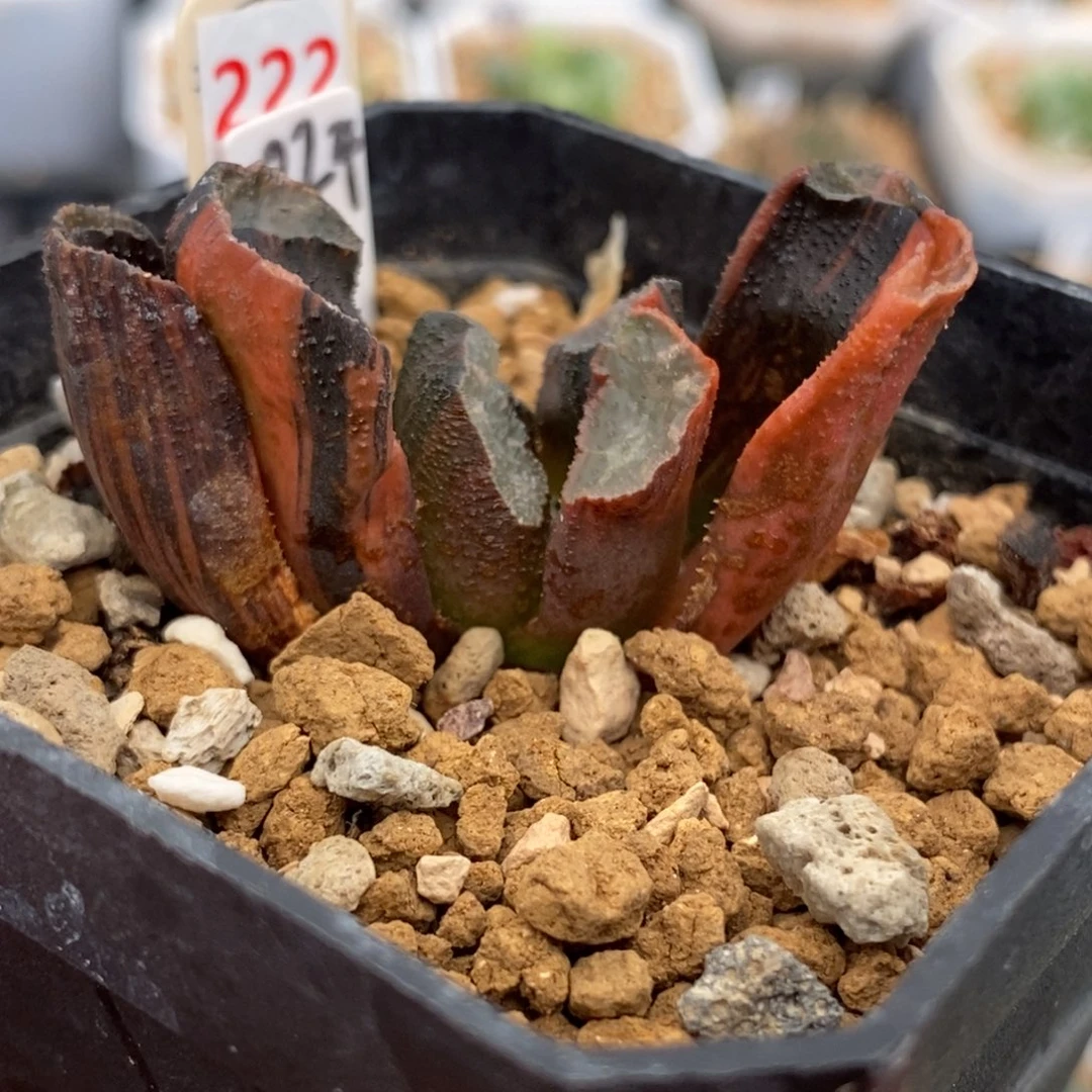 222玄武多肉植物组合盆栽
