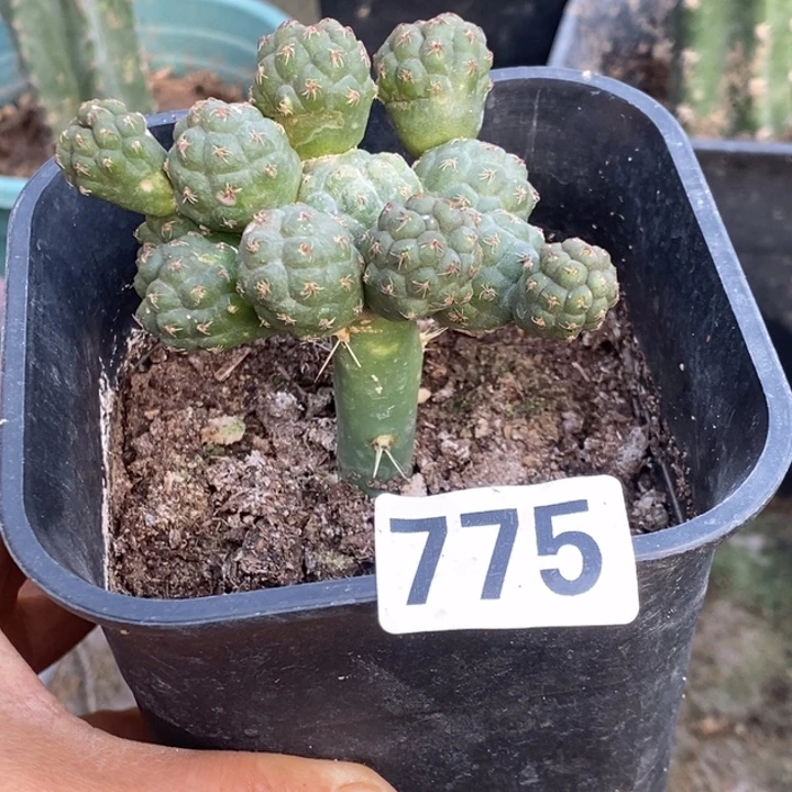 大青叶嫁接小型足球775