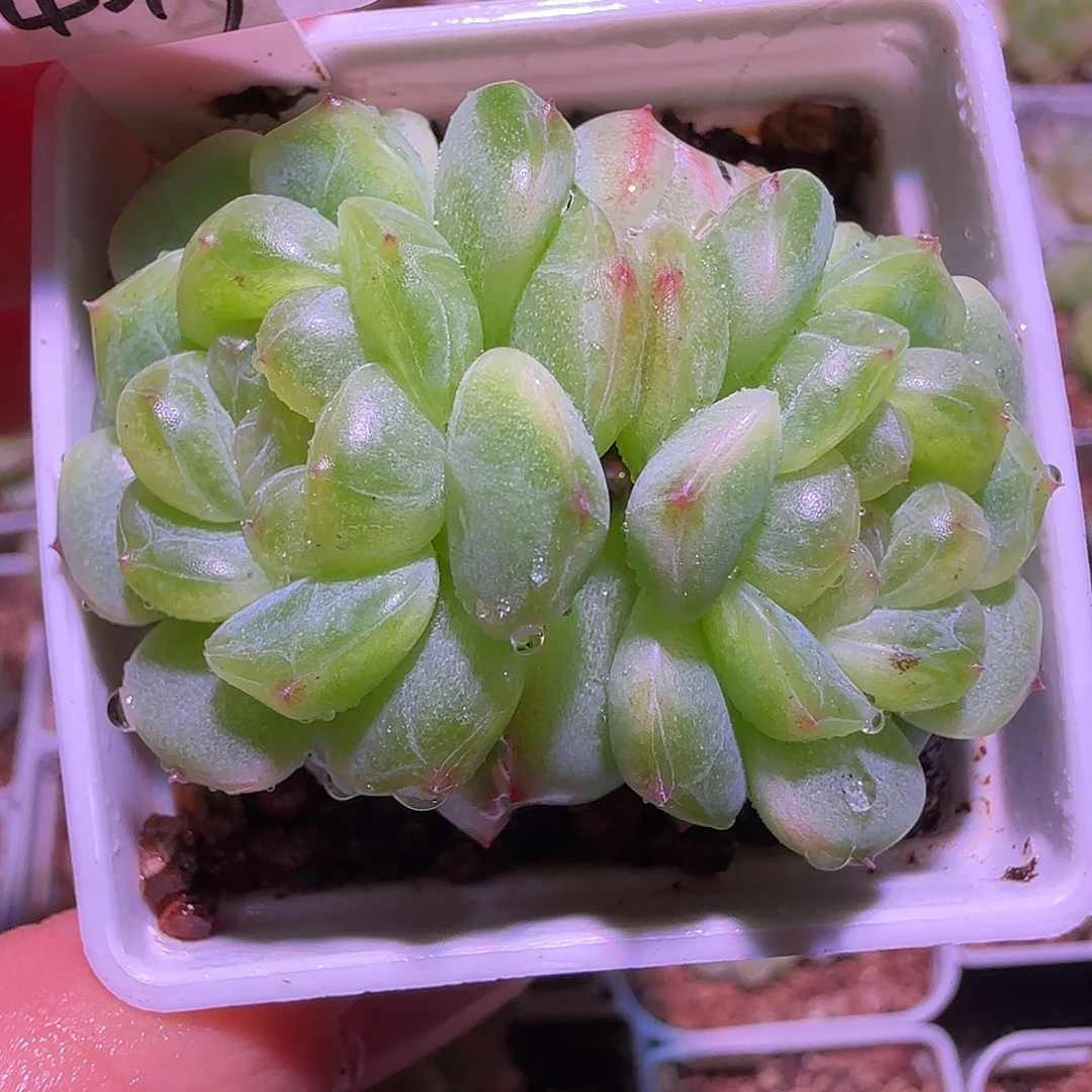 4-19福利甜心蜜糖双头