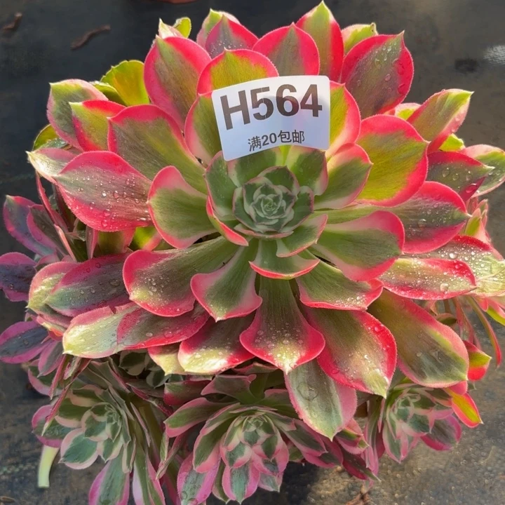 瑞妈多肉植物，564.布