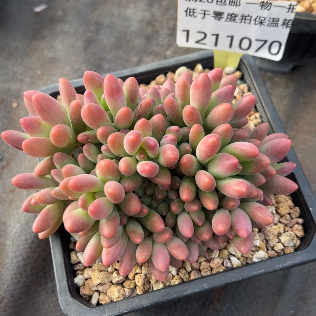 1211070 鲸落美人群生