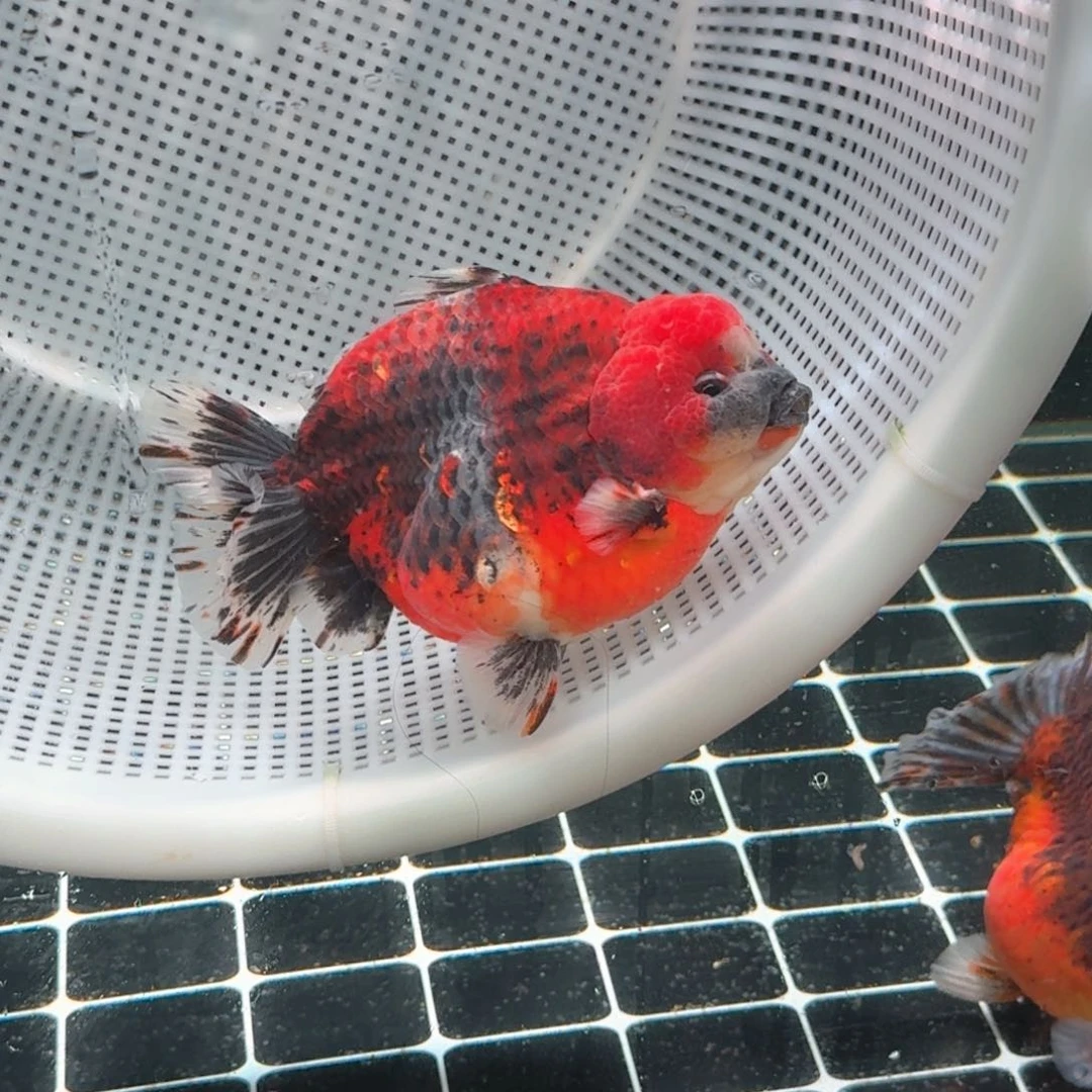 金鱼类不分公母15