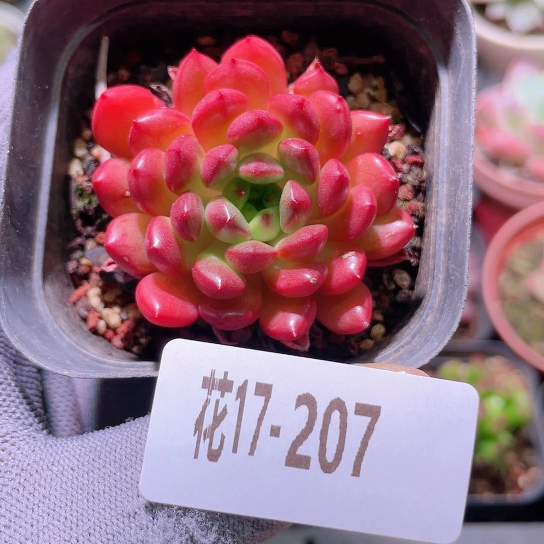 花利美17-207红宝石
