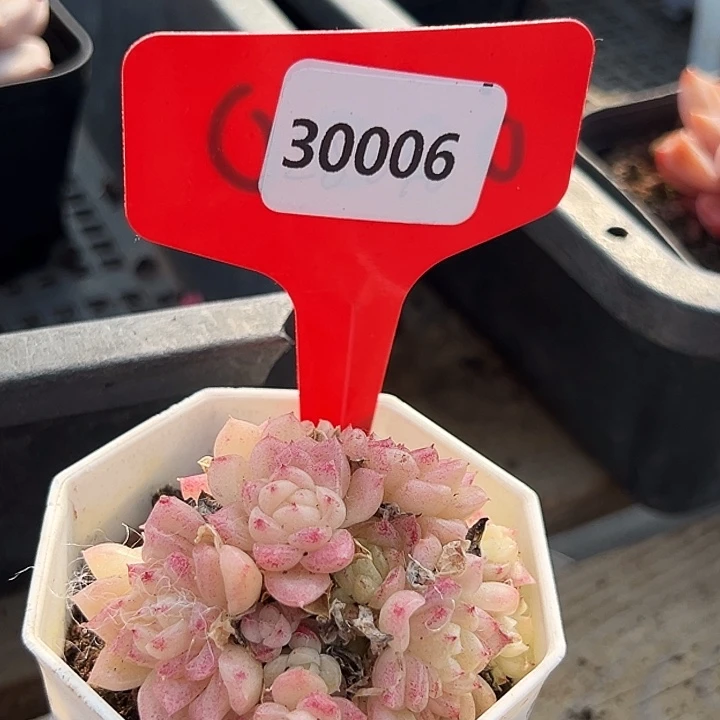 啊***ʔ糖心     30006号