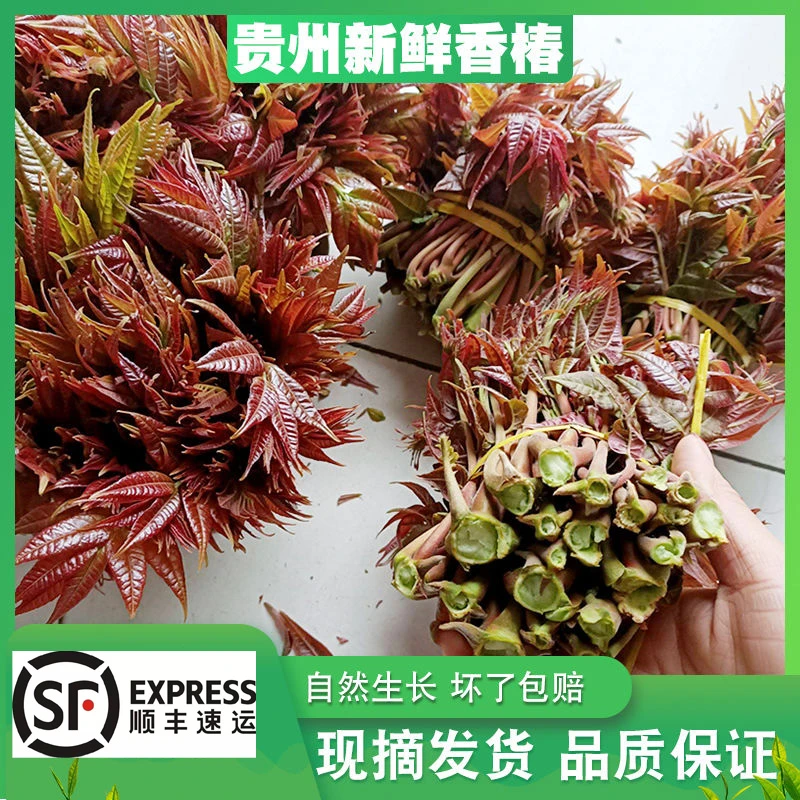 顺丰发货原生态香椿芽贵州织金头茬野生香椿头新鲜天然蔬菜匠心