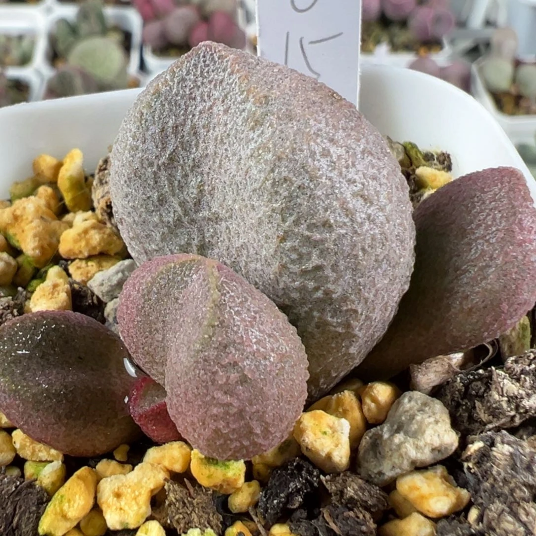 w圆胖纹路款实生新品