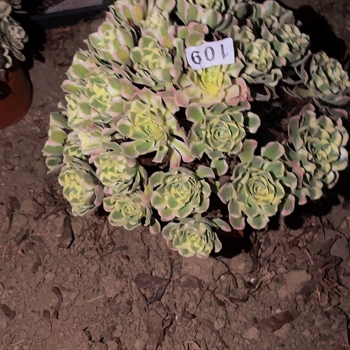 109雨花石多肉植物不售后