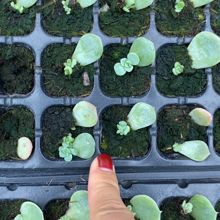 甜心3000芽苗一个多肉