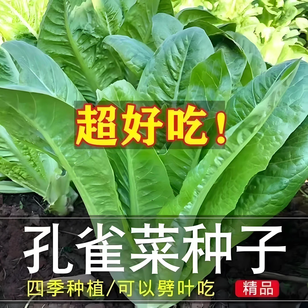 【3包孔雀菜种子】四季阳台种植蔬菜种子盆栽生菜家庭蔬菜速生种子