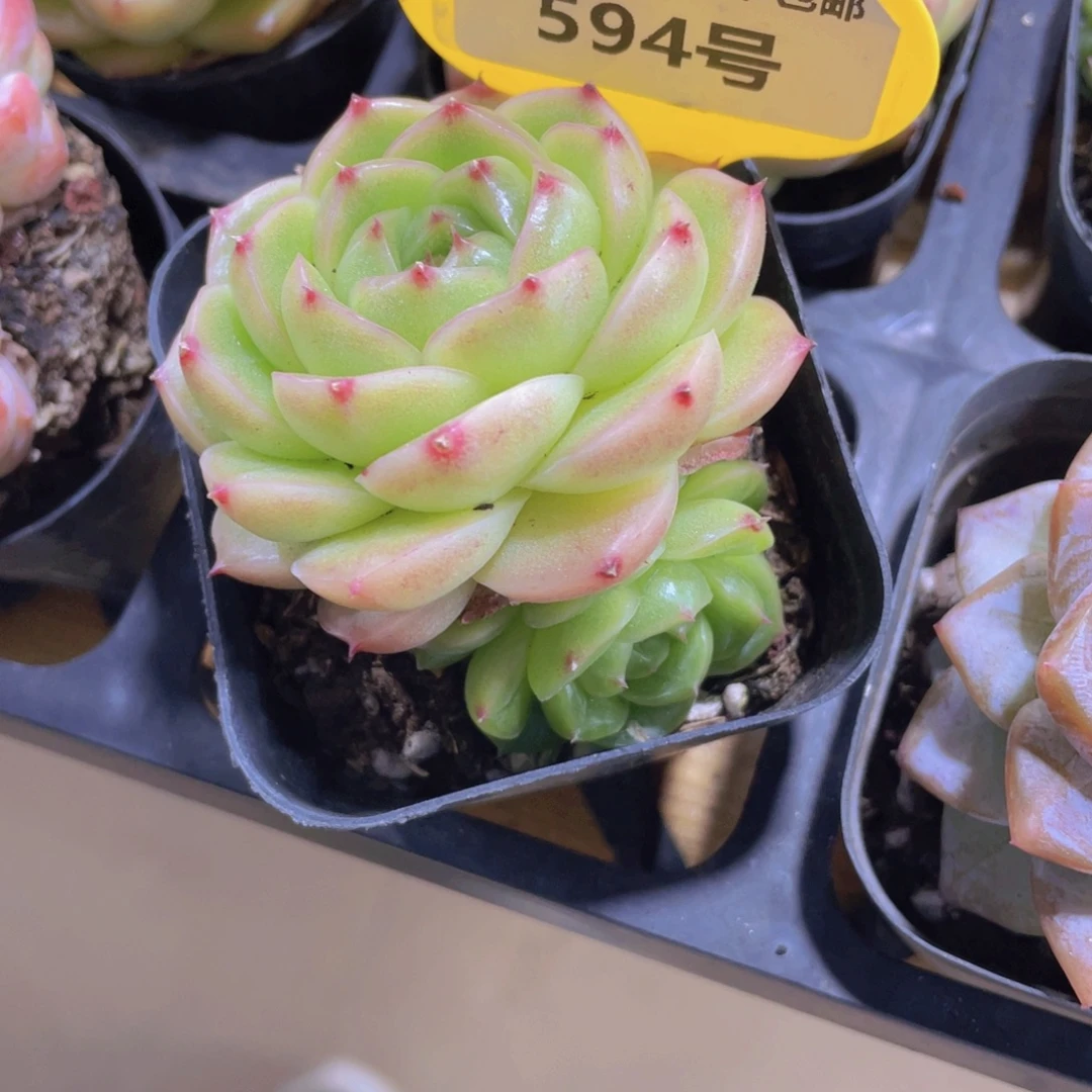 594号 宽叶绿透麦秆