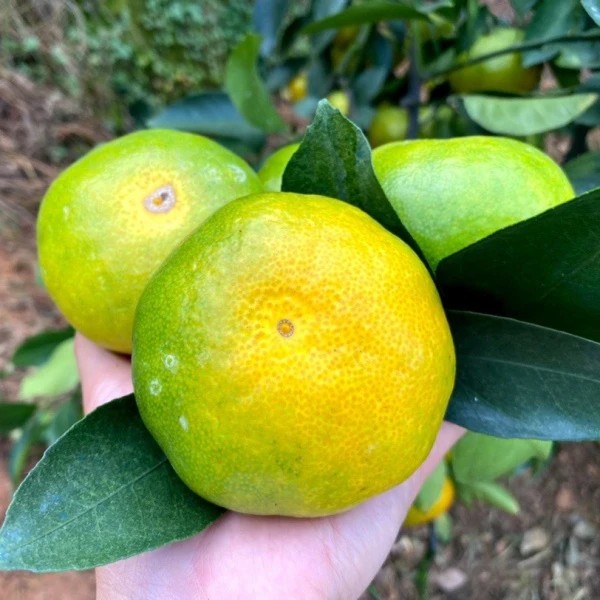 江西赣南寻乌蜜橘皮薄多汁无籽青皮蜜桔水果
