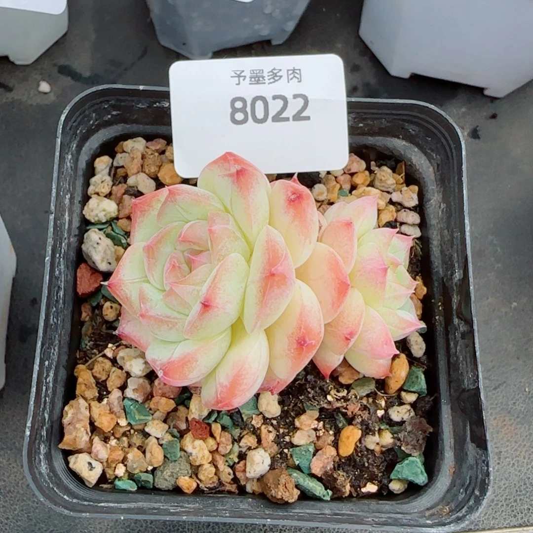 美梦，8022多肉植物