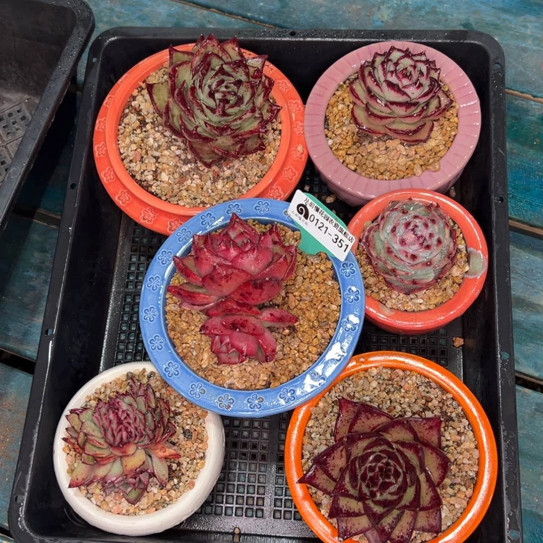 从前慢多肉精选编号0121.351