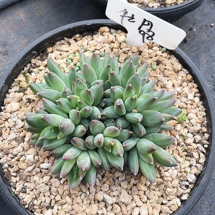 牡*我是第一百个为妖刀应援的阴阳师呢