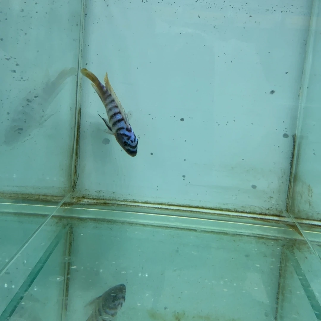 慈鲷1423包子。