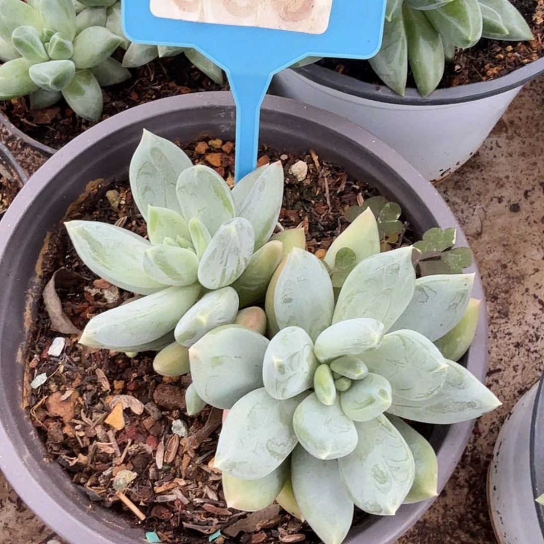 暗纹美人多肉植物065